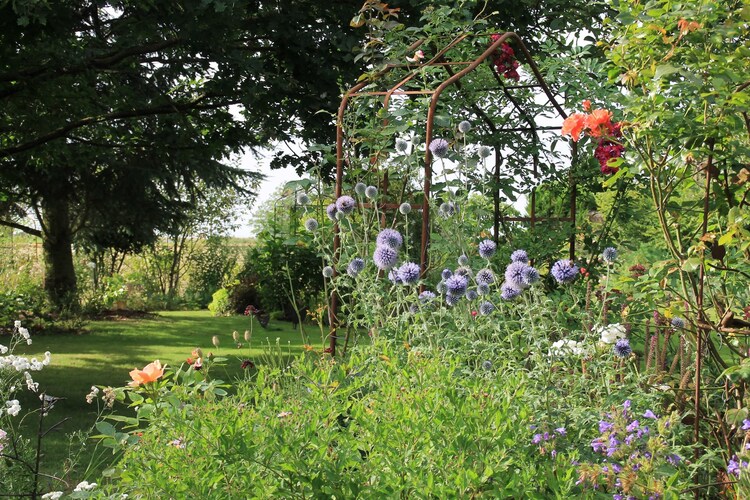 Le temps des Echinops