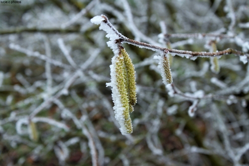 givre