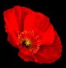 rst4v0cm-coquelicot.jpg