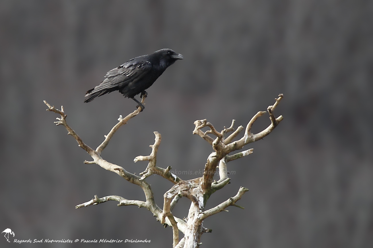 Grand Corbeau - Corvus corax - Northern Raven