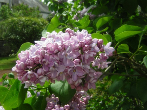 Fleurs de Beaugency  