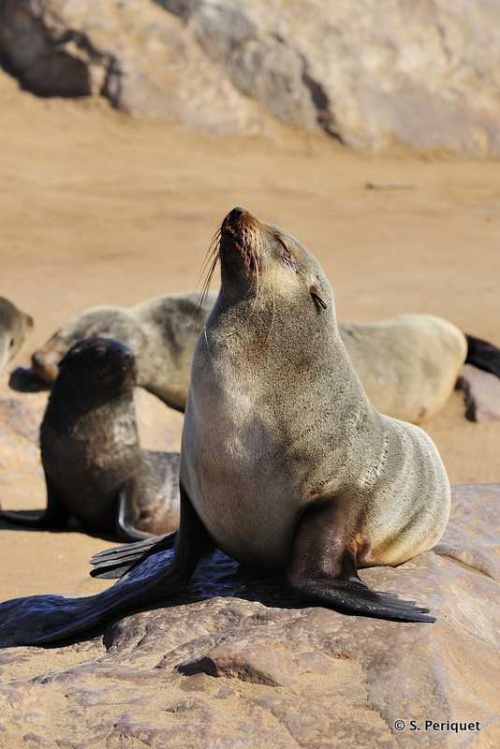 Sounds and Smells - Cape Cross, Cape fur seals colony