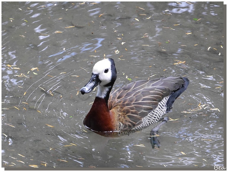 Canards et canetons