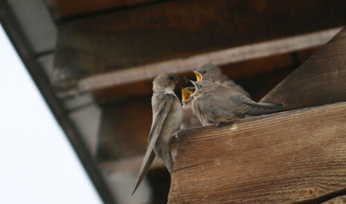 Hirondelle des Rochers Pyrénées