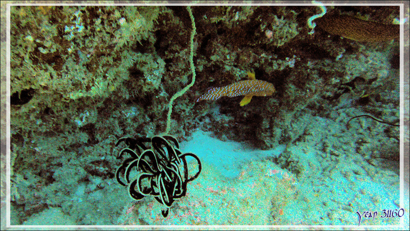 Comatule accrochée à un Corail fil de fer tordu - Moofushi Kandu - Atoll d'Ari - Maldives