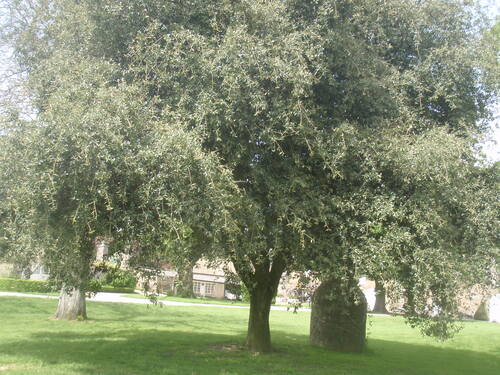 CHATEAU DE LA BOURBANSAIS - LE PARC