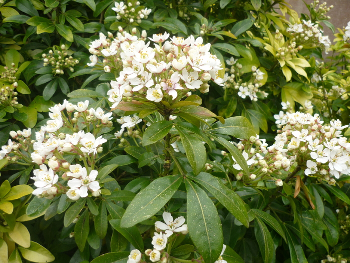 Mon jardin au Printemps!