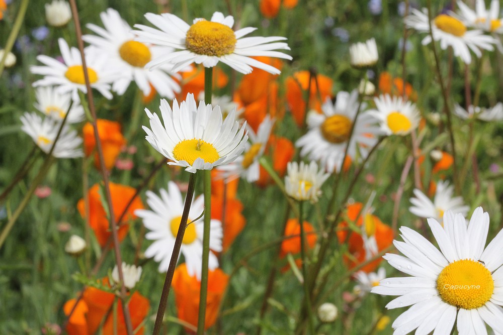 Le jardin nature, devant...