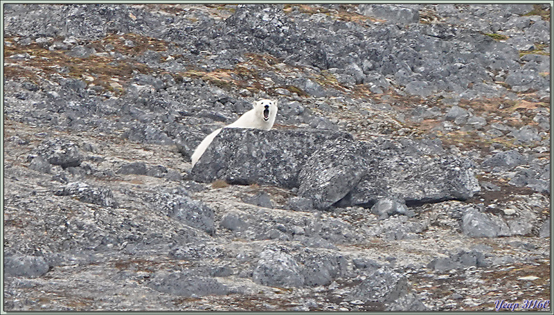 Rencontre avec le seigneur de l'Arctique : l'ours polaire - Magdalenfjord - Spitzberg - Svalbard - Norvège