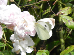 Parc de Haute Bretagne (35)