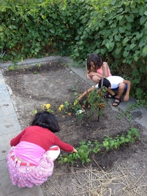 Récolte au jardin de l'école - septembre 2016
