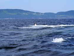Humpback whale, Forillon NP