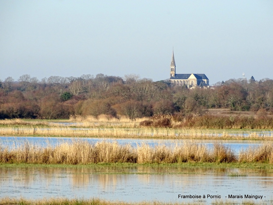 Pornic, marais Mainguy - Février 2019