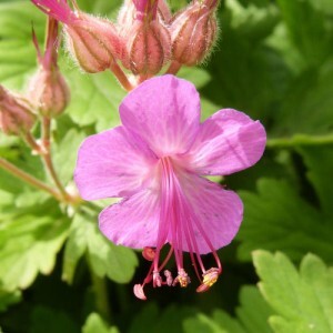 geranium maccrorhizum ingwersen s variety - mai 2014