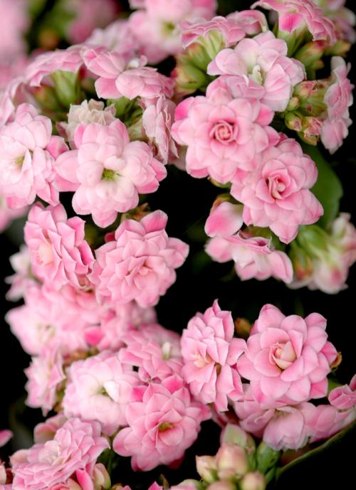 Fleurs cultivées : kalanchoe