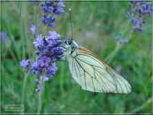 Le Gazé Aporia crataegi Pieridae