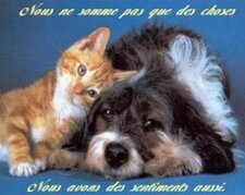 NOS AMIS LES ANIMAUX