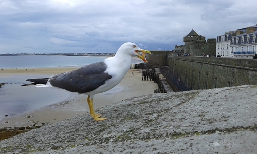 Vacances Bretagne: St Malo