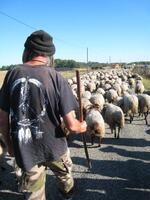 TRANSHUMANCE