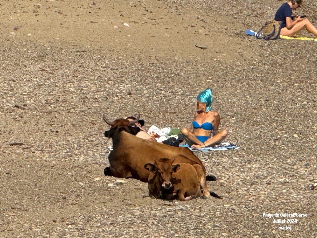 Plage partagée - Galéria - Corse