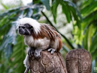 Tamarin  : Pinché à crête blanche (Pairi Daiza, 25 avril 2017)