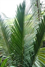 cycas panzhiuaensis