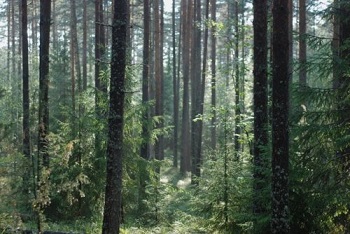 Forêts ... 