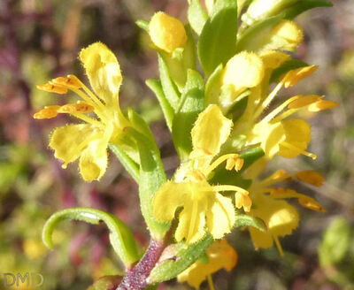 Odontites luteus - odontite jaune