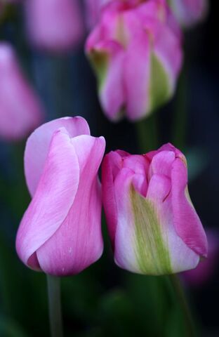 Tulipes de la Roseraie 2022 : Groenland et Rosalie