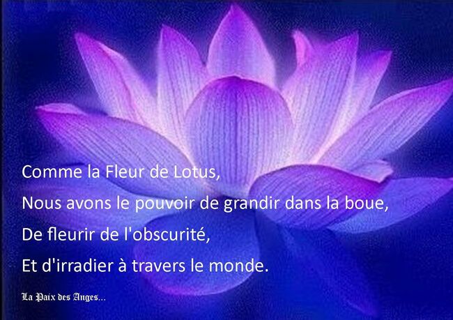 comme+la+fleur+de+lotus.jpg 1 600 × 1 131 pixels | Fleur de lotus, Pensées  positives, Je pense à toi