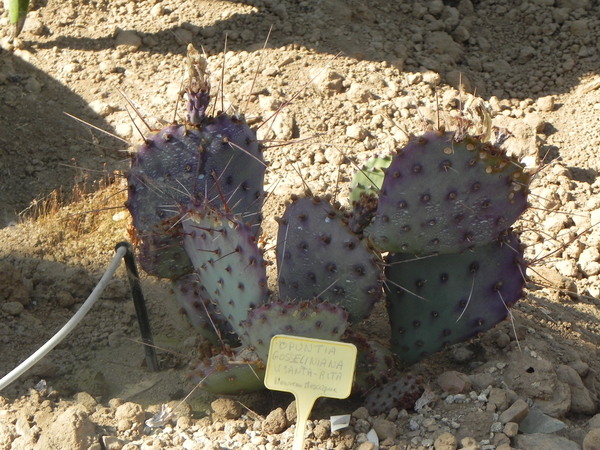 Cactuseraie de Creisméas