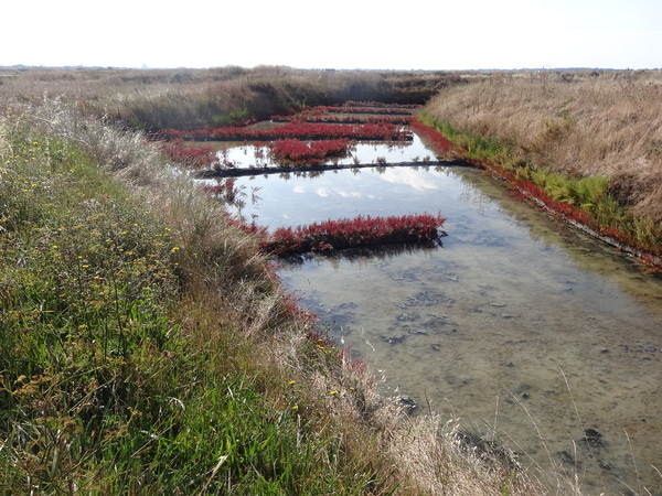 Les marais salants aux couleurs de l'automne