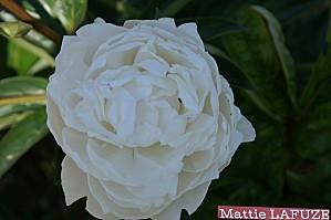 pivoine mattie lafuze 2