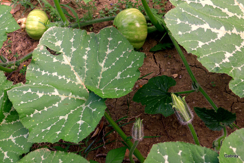 Dans mon jardin : des courges