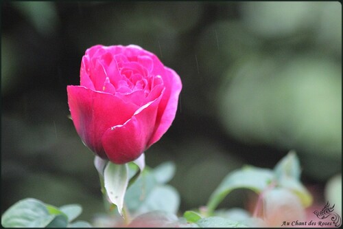 Quand la rose s’entr’ouvre, heureuse d’être belle...