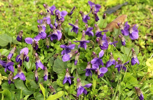 La discrète violette, annonciatrice du printemps