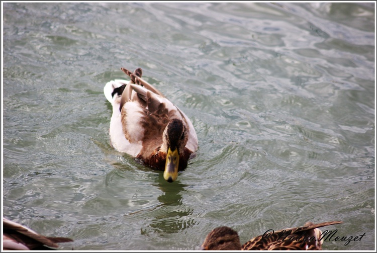 Canard Colvert à Saint Cyprien