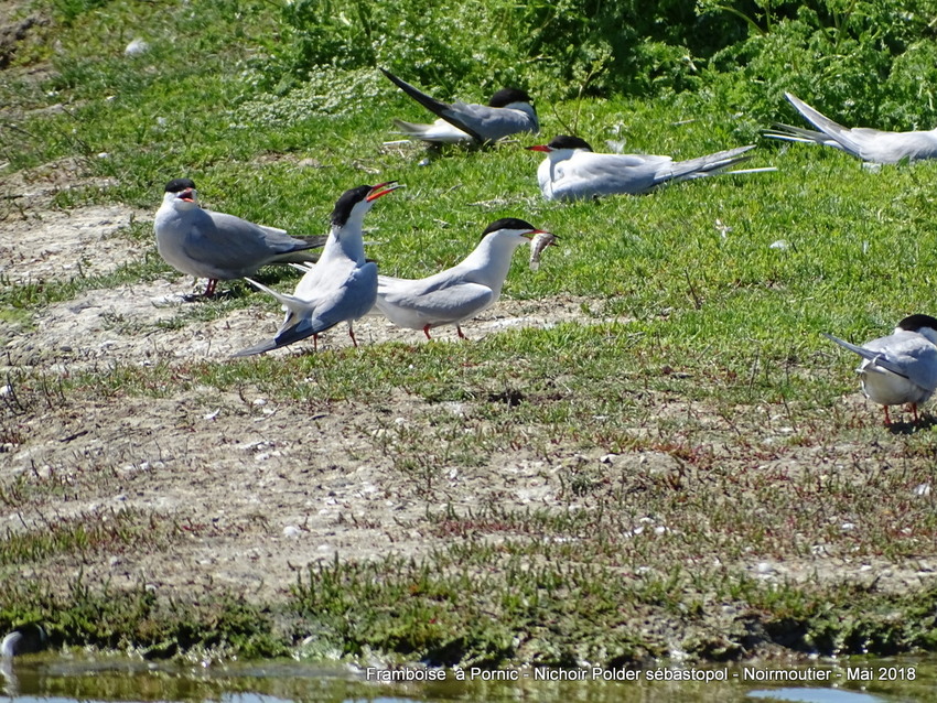 Oiseaux du polder Sébastopol à Noirmoutier 