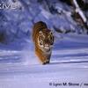 Tigre qui court sur la neige ^^