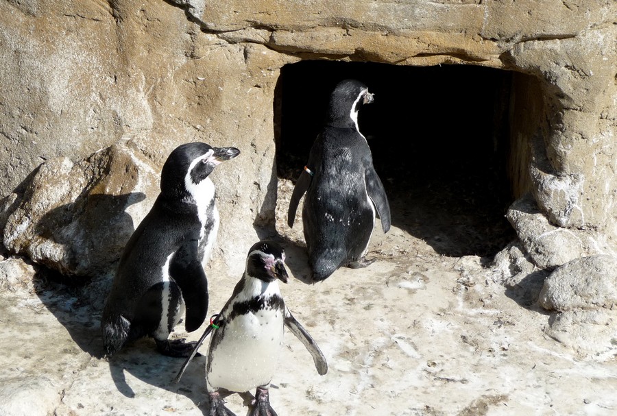 Suite de ma balade au zoo d'Amiens 