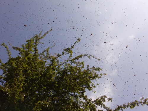 essaim d'abeilles de son arrivée a la capture