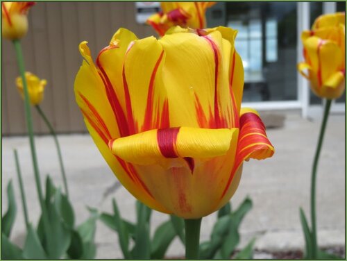 Tulipe artistique.....