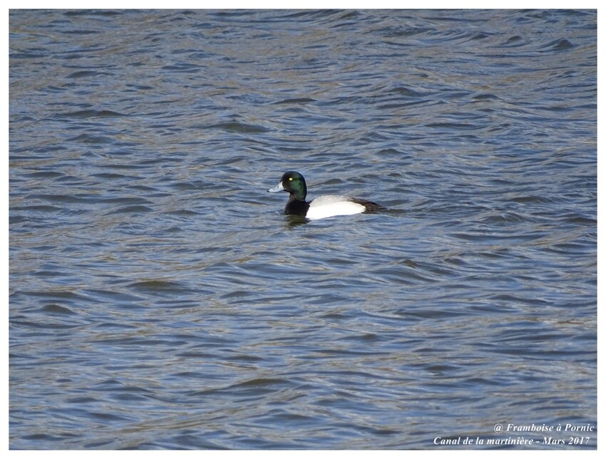 Canard Fuligule Milouinan