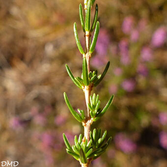 Erica cinerea  -  bruyère cendrée