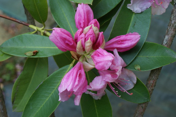 Mes fleurs au jardin