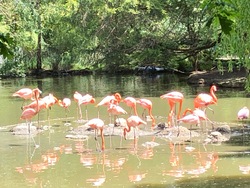 Vrais flamands roses vus par Luna