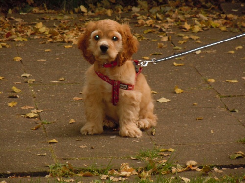 Le regard qui tue !