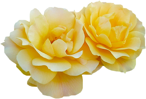 tubes roses, tubes fleurs
