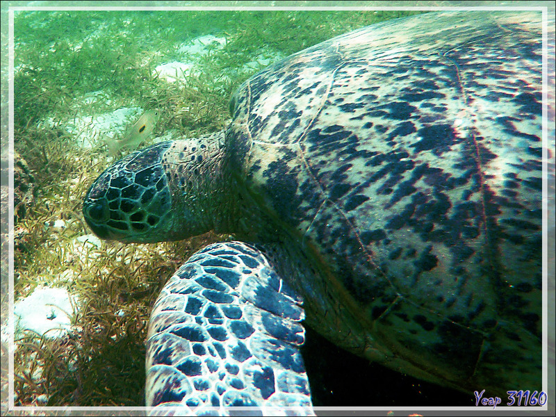 Tortue verte ou franche, Green turtle (Chelonia mydas) - Nosy Sakatia - Madagascar