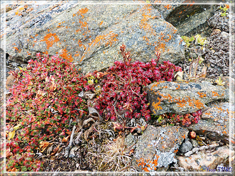 Saxifrage à feuilles opposées, Purple saxifrage (Saxifraga oppositifolia) - Fort Ross - Somerset Island - Nunavut - Canada
